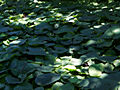 Aristolochia macrophylla IMG_4771 Kokornak wielkolistny